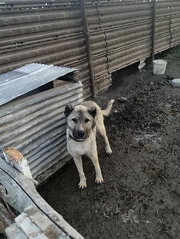 Ödənişsiz sahblədilir. uyğun, iri cüssəli, güclü mühafizəçi. - lalafo.az -da Ödənişsiz sahblədilir. uyğun, iri cüssəli, güclü mühafizəçi. -