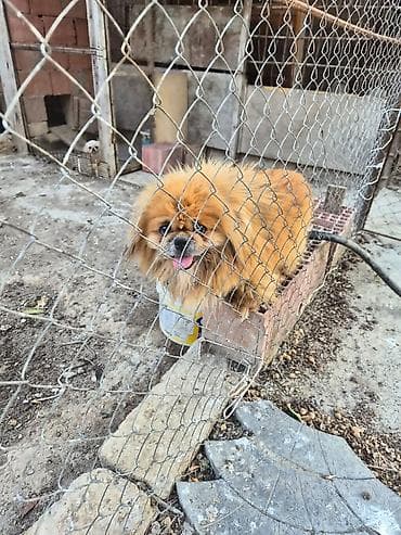 Pekines, 2 il, Erkek, Peyvəndli, Ünvandan götürmə lalafo.az -da Pekines, 2 il, Erkek, Peyvəndli, Ünvandan götürmə