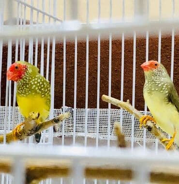 Dekorativ finç quşları (2 ədəd) - Növ: Mumlu finç/işıldayan finç lalafo.az -da Dekorativ finç quşları (2 ədəd) - Növ: Mumlu finç/işıldayan finç