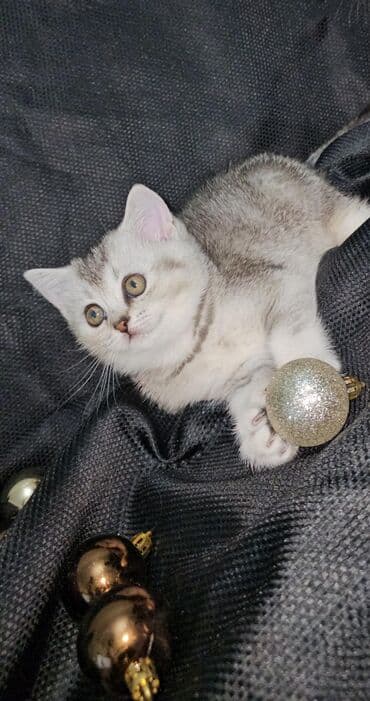 Chery: Шотландская, Самовывоз at lalafo.az — 3 Chery: Шотландская, Самовывоз — 3