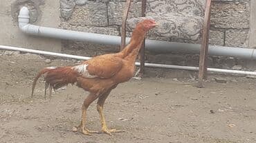 Bece satlir 8 aylikdi 70 deylir cidi alclar yazsin 0775562613 vatsap lalafo.az -da Bece satlir 8 aylikdi 70 deylir cidi alclar yazsin 0775562613 vatsap