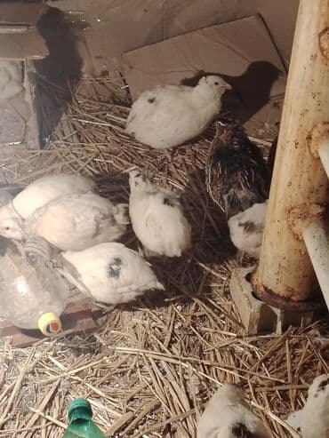 Sağlamdılar 2 manatadı hamsı birliydə satılır 28 29 dənədir lalafo.az -da Sağlamdılar 2 manatadı hamsı birliydə satılır 28 29 dənədir