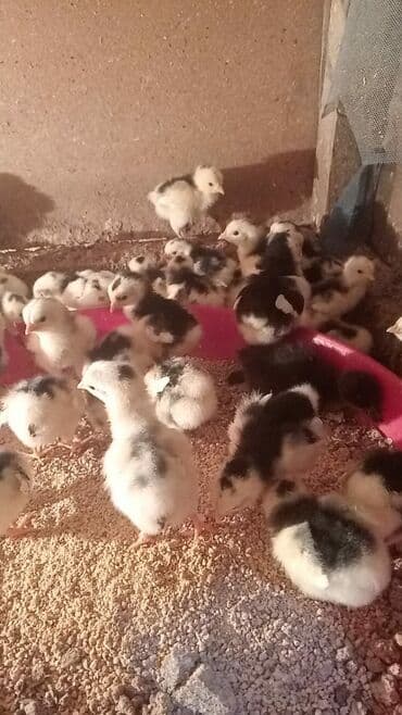 Ankona cuceleri satilir 2.50 qepig tam aginal dunyada encox yumurta lalafo.az -da Ankona cuceleri satilir 2.50 qepig tam aginal dunyada encox yumurta