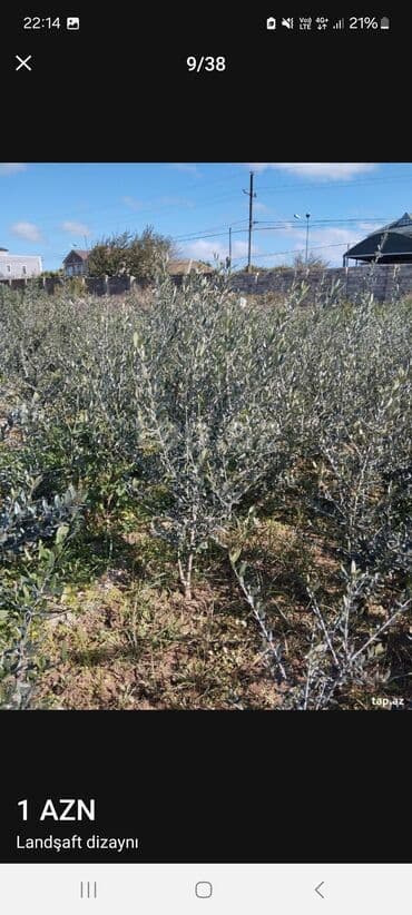 Ландшафтные работы: Məhsul/xidmət: Landşaft dizaynı və hazır qazon (rulet qazon) işləri at lalafo.az — 5 Ландшафтные работы: Məhsul/xidmət: Landşaft dizaynı və hazır qazon (rulet qazon) işləri — 5