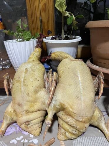 Məhsul: Təmizlənmiş lal ördələklər kilosu 12 azn Təsvir: - Tam bütöv lalafo.az -da Məhsul: Təmizlənmiş lal ördələklər kilosu 12 azn Təsvir: - Tam bütöv