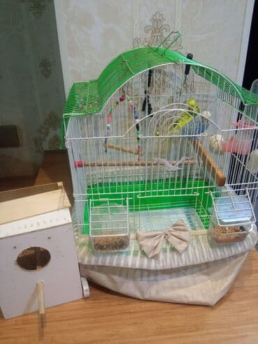 Dalmatin və aksesuarlarla birlikdə tam quş dəsti - Quşlar: 2 ədəd lalafo.az -da Dalmatin və aksesuarlarla birlikdə tam quş dəsti - Quşlar: 2 ədəd