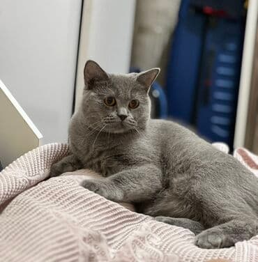 Britan, Dişi, Yaxşı əllərə, Ünvandan götürmə lalafo.az -da Britan, Dişi, Yaxşı əllərə, Ünvandan götürmə