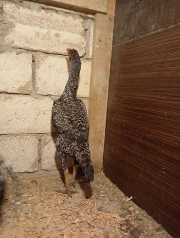 Toyuq, Damazlıq lalafo.az -da Toyuq, Damazlıq