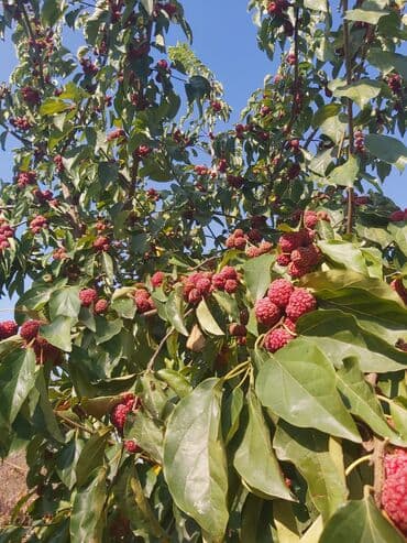 Уличные растения: Клубнично-шелковичное дерево с плодами цвета клюквы. Это дерево at lalafo.az — 3 Уличные растения: Клубнично-шелковичное дерево с плодами цвета клюквы. Это дерево — 3