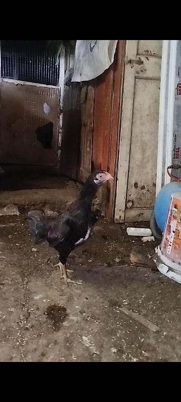 Salam aleykum super cins qanlı fere satılır bir terefi qara mahmız lalafo.az -da Salam aleykum super cins qanlı fere satılır bir terefi qara mahmız