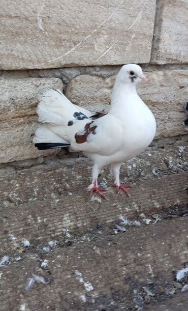 Məhsul: Bəzək və uçuş üçün fancy göyərçinlər (fotoşəkillərdə olan lalafo.az -da Məhsul: Bəzək və uçuş üçün fancy göyərçinlər (fotoşəkillərdə olan