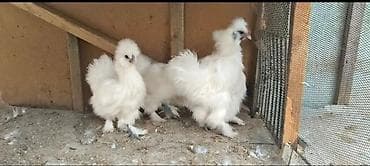 Курица, Для разведения at lalafo.az Курица, Для разведения