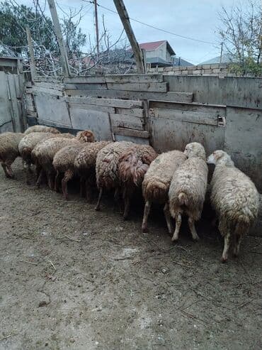 Quzu, Erkək, Qala, ay: 1, 30 kq, Ətlik, Ünvandan götürmə lalafo.az -da Quzu, Erkək, Qala, ay: 1, 30 kq, Ətlik, Ünvandan götürmə