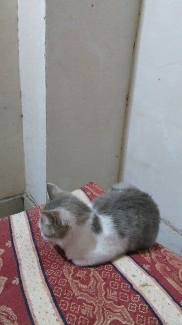 Yaxşı əllərə lalafo.az -da Yaxşı əllərə