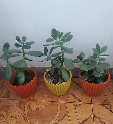 Pul gulleri 5azn, sansevieria opuntia subulata4azn,kaktuslar3azn.Son at lalafo.az Pul gulleri 5azn, sansevieria opuntia subulata4azn,kaktuslar3azn.Son