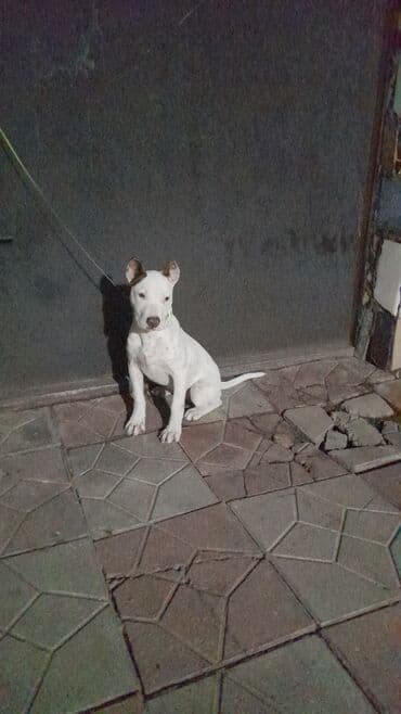 Pitbul lalafo.az -da Pitbul