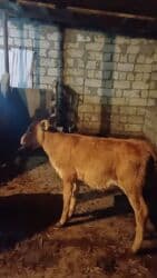 Dana, buzov, Dişi, ay: 2, Damazlıq, Ünvandan götürmə lalafo.az -da Dana, buzov, Dişi, ay: 2, Damazlıq, Ünvandan götürmə