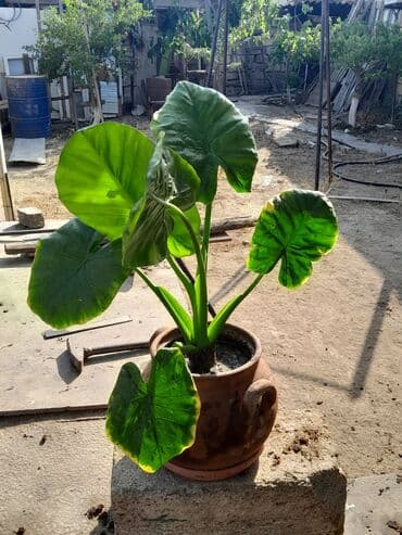 Böyük yaşıl yarpaqları olan bir alokasiya bitkisi. Bitki qəhvəyi lalafo.az -da Böyük yaşıl yarpaqları olan bir alokasiya bitkisi. Bitki qəhvəyi