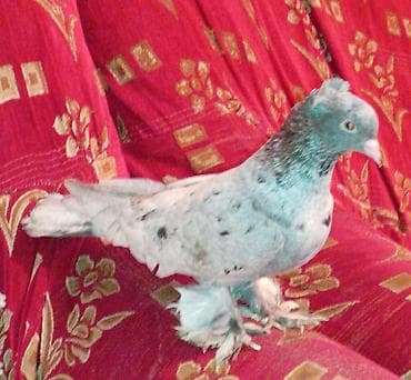 Bir eded iri lelekli kekilli ebres maya satilir tecili qiymeti lalafo.az -da Bir eded iri lelekli kekilli ebres maya satilir tecili qiymeti