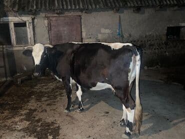 Rus cinsli inəkdir. 8 aylıq boğazdır. 10-12 litr süd verir. Xeyir lalafo.az -da Rus cinsli inəkdir. 8 aylıq boğazdır. 10-12 litr süd verir. Xeyir