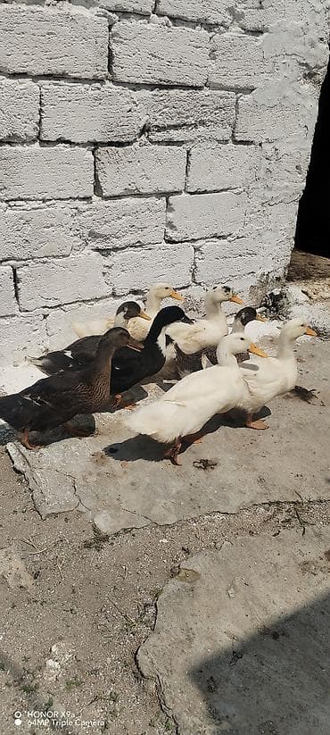 Satılır: ördək sürüsü Təsvir: - Bir neçə baş müxtəlif rəngli ev lalafo.az -da Satılır: ördək sürüsü Təsvir: - Bir neçə baş müxtəlif rəngli ev