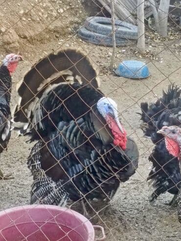 Salam 8kilodu qiymeti 100manat əmircanda lalafo.az -da Salam 8kilodu qiymeti 100manat əmircanda