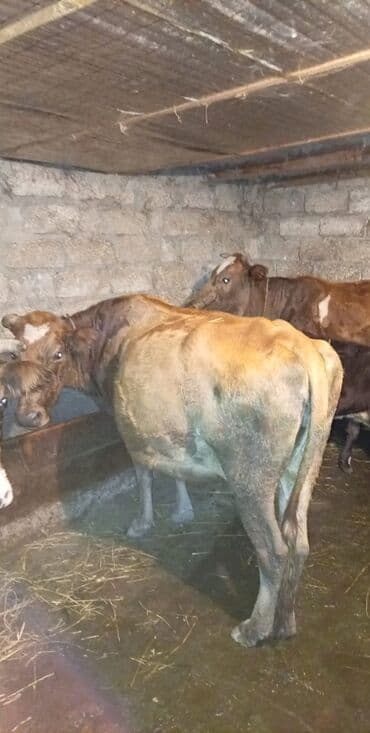 Məhsul: buynuzlu heyvanlar Xüsusiyyətlər:8 ayin icinde boqazdi - lalafo.az -da Məhsul: buynuzlu heyvanlar Xüsusiyyətlər:8 ayin icinde boqazdi -