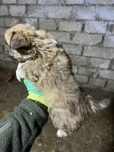 Piknes balası 2 aylıg disidi tam saglam aktiv baladı ata anasının lalafo.az -da Piknes balası 2 aylıg disidi tam saglam aktiv baladı ata anasının