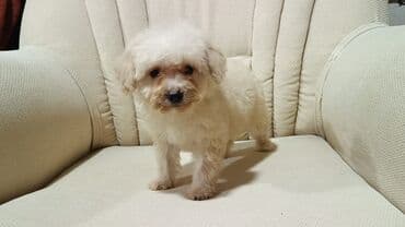 2 ay lalafo.az -da 2 ay