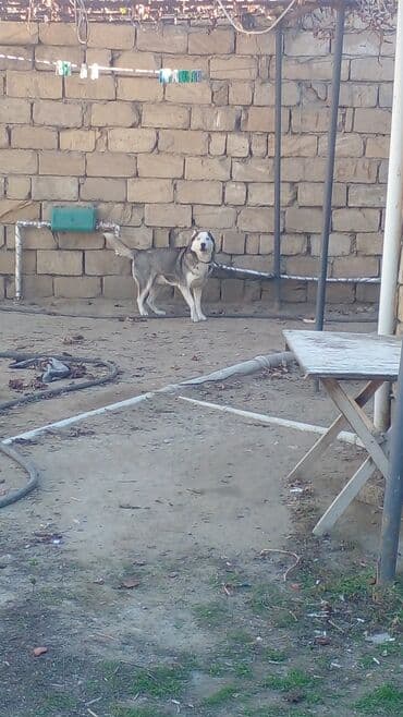 Xaski, 8 ay, Erkek, Peyvəndli, Ünvandan götürmə lalafo.az -da Xaski, 8 ay, Erkek, Peyvəndli, Ünvandan götürmə