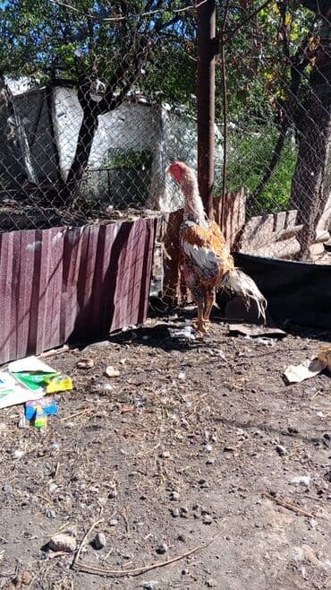 Xoruz, Heyratı, il: 2, Ünvandan götürmə, Ödənişli çatdırılma lalafo.az -da Xoruz, Heyratı, il: 2, Ünvandan götürmə, Ödənişli çatdırılma