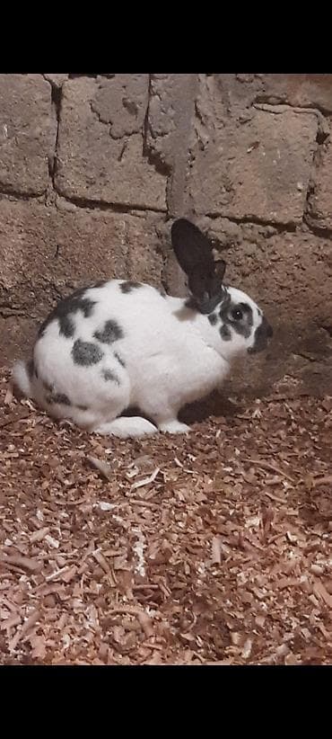 Ev dovşanları satılır 1 erkek 1 dişi 1 bala dişi lalafo.az -da Ev dovşanları satılır 1 erkek 1 dişi 1 bala dişi