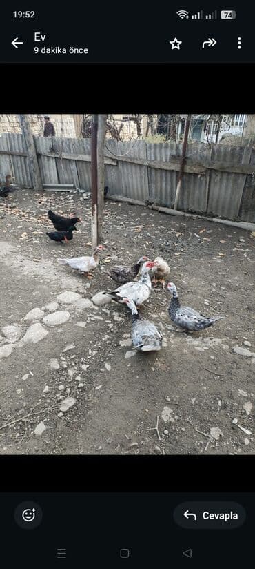 Məhsul: həyət quşları - Muskoviy (barbar) ördəklər: müxtəlif lalafo.az -da Məhsul: həyət quşları - Muskoviy (barbar) ördəklər: müxtəlif