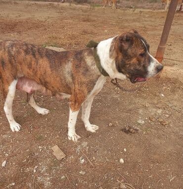 Dişi lalafo.az -da Dişi