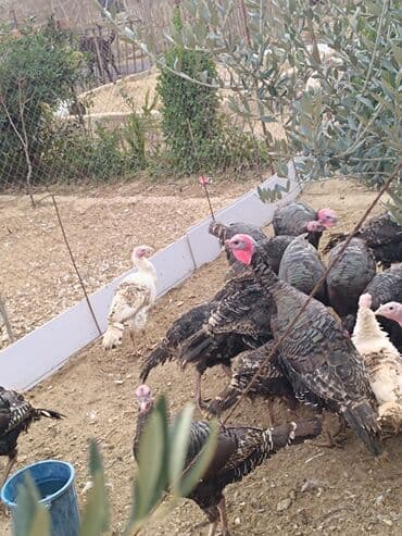 Dişi, Amerika, Ətlik, Ünvandan götürmə lalafo.az -da Dişi, Amerika, Ətlik, Ünvandan götürmə