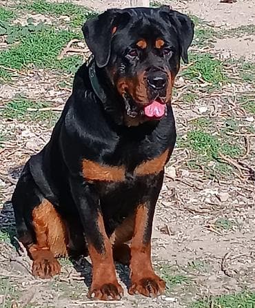 Rotveyler, 7 ay, Dişi lalafo.az -da Rotveyler, 7 ay, Dişi