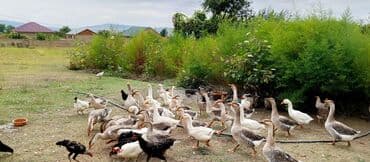 Erkək, Damazlıq lalafo.az -da Erkək, Damazlıq