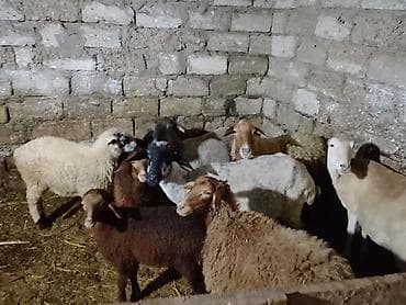 4 balali qoyun 1i əkiz balalidir 3u tek balalidir lalafo.az -da 4 balali qoyun 1i əkiz balalidir 3u tek balalidir