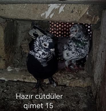 Göyərçinlər – bir neçə seçim - Hazır cüt (şəkil 1): Üzərində “Hazır lalafo.az -da Göyərçinlər – bir neçə seçim - Hazır cüt (şəkil 1): Üzərində “Hazır