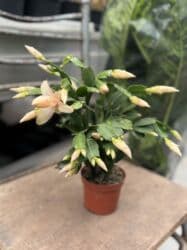 Удобрения: Sarı, çəhrayı və ağ dekabrist. Hər biri 12azn. Vatsapp mövcuddur! at lalafo.az — 1 Удобрения: Sarı, çəhrayı və ağ dekabrist. Hər biri 12azn. Vatsapp mövcuddur! — 1