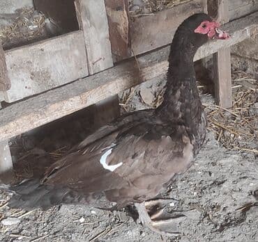 Erkək, | Lal ördək, Damazlıq, Ünvandan götürmə lalafo.az -da Erkək, | Lal ördək, Damazlıq, Ünvandan götürmə