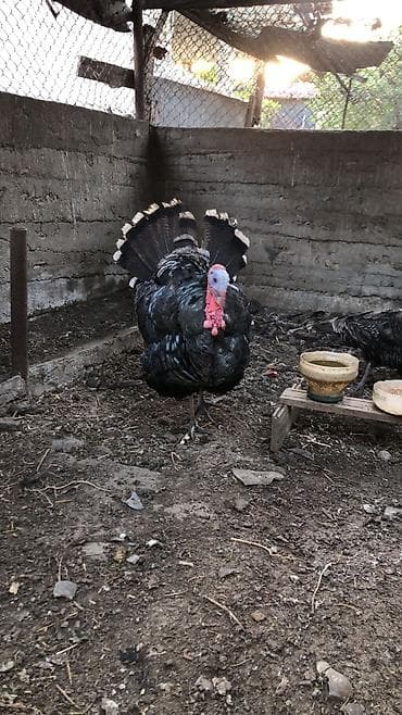 Erkək, Damazlıq lalafo.az -da Erkək, Damazlıq