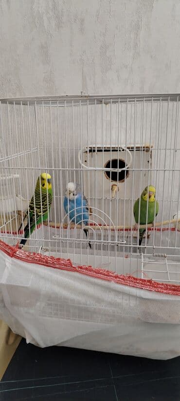 Satilir qefes qarişiq 3 quş yumurta qoymaqa adelni qutusuda var lalafo.az -da Satilir qefes qarişiq 3 quş yumurta qoymaqa adelni qutusuda var