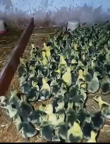 Qaz cücələri, Damazlıq, Rayonlara çatdırılma, Ödənişli çatdırılma, Ünvandan götürmə lalafo.az -da Qaz cücələri, Damazlıq, Rayonlara çatdırılma, Ödənişli çatdırılma, Ünvandan götürmə