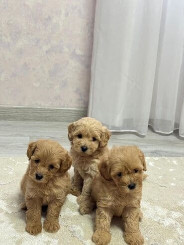 Pudel, 2 ay lalafo.az -da Pudel, 2 ay