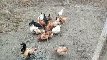 Toyuq, Yumurtalıq, Ödənişli çatdırılma lalafo.az -da Toyuq, Yumurtalıq, Ödənişli çatdırılma