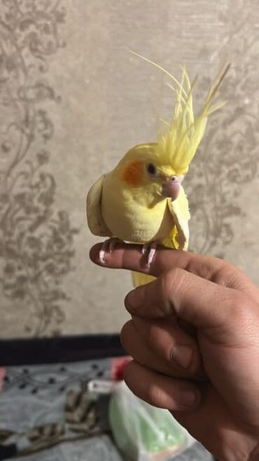 Nimfa (cockatiel) – sarı rəngli, yanaqlarında narıncı ləkələri və uzun at lalafo.az Nimfa (cockatiel) – sarı rəngli, yanaqlarında narıncı ləkələri və uzun