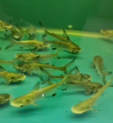 Akula lalafo.az -da Akula