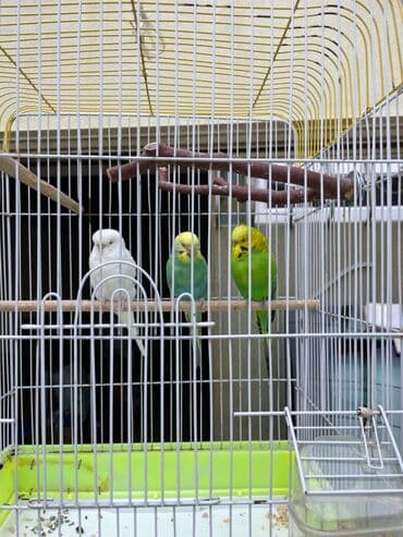 Ev tutuquslari satilir,qefes,yem ustunde verilir,sakit mehriban lalafo.az -da Ev tutuquslari satilir,qefes,yem ustunde verilir,sakit mehriban