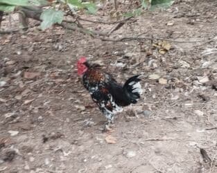 Yaponkalar.Hər biri 20 manat lalafo.az -da Yaponkalar.Hər biri 20 manat